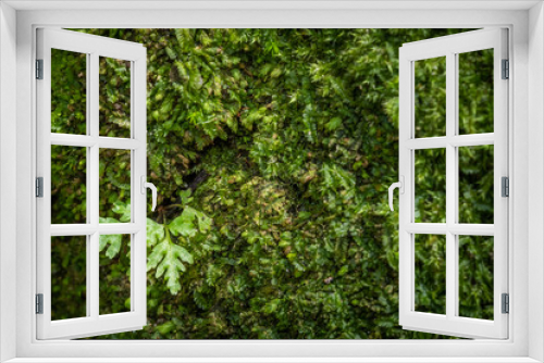 Fototapeta Naklejka Na Ścianę Okno 3D - beautiful green moss grown cover on the stones and floor in the forest.  concept nature selecttive focus