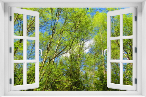 Fototapeta Naklejka Na Ścianę Okno 3D - green leaves against blue sky