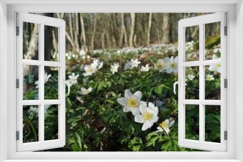 Fototapeta Naklejka Na Ścianę Okno 3D - Frühlingsblüte