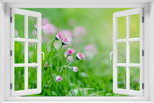 Fototapeta Naklejka Na Ścianę Okno 3D - beautiful small flowers with white pink inflorescences