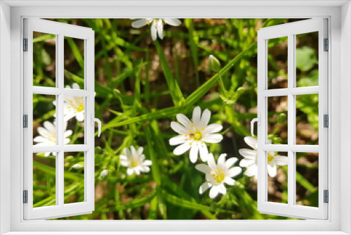 Fototapeta Naklejka Na Ścianę Okno 3D - Spring wildflowers in the forest in Sunny weather. White flowers reach for the sun