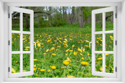 Fototapeta Naklejka Na Ścianę Okno 3D - landscape with bright meadow, wild tulips together with dandelions, dominated by yellow and green