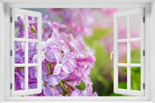 Fototapeta Naklejka Na Ścianę Okno 3D - Flower composition. Branches of blooming lilacs are lit by the sun. Gray background. A closeup view.