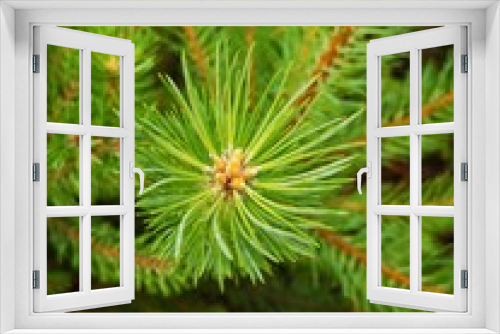 Fototapeta Naklejka Na Ścianę Okno 3D - Pine needle diverge from the center. Closeup of a pine tree branch.