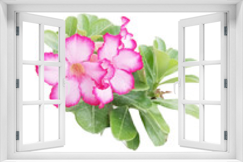 Fototapeta Naklejka Na Ścianę Okno 3D - pink flowers isolated on the background white
