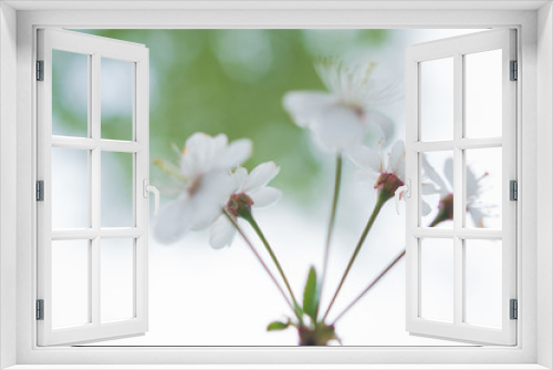 Fototapeta Naklejka Na Ścianę Okno 3D - Close-up of cherry blossoms on a white-green background