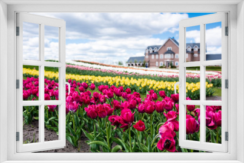 Fototapeta Naklejka Na Ścianę Okno 3D - selective focus of colorful tulips field and house