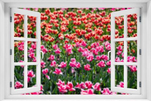 Fototapeta Naklejka Na Ścianę Okno 3D - selective focus of beautiful colorful tulips growing in field