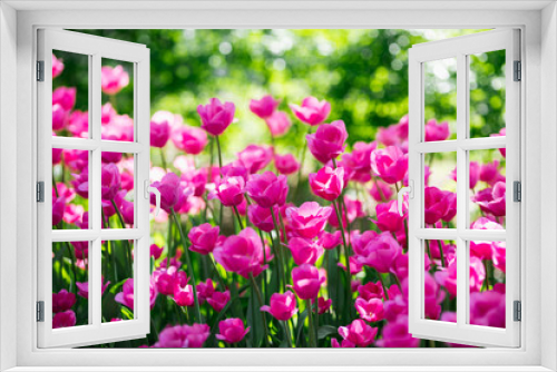 Fototapeta Naklejka Na Ścianę Okno 3D - Beautiful flowers. Purple tulips in garden park