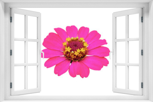 Fototapeta Naklejka Na Ścianę Okno 3D - Pink flower isolated on white background