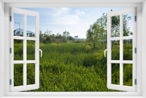 Fototapeta Naklejka Na Ścianę Okno 3D - a peaceful and leisurely meadow.