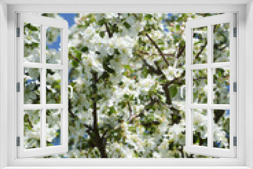 Fototapeta Naklejka Na Ścianę Okno 3D - blooming Apple tree. a tree with white flowers. branches with white flowers against a blue sky. spring nature in the Park.