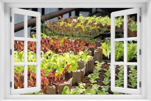 Fototapeta Naklejka Na Ścianę Okno 3D - Vibrant green and red seedlings of salad in a greenhouse
