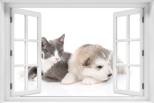 Fototapeta Naklejka Na Ścianę Okno 3D - A little puppy of a Malamute breed dog lies next to a gray-white kitten who is interestedly looking away. Isolated on a white background