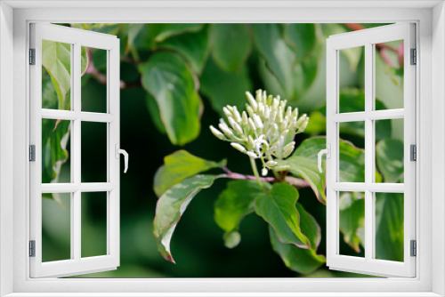 Fototapeta Naklejka Na Ścianę Okno 3D - Die Blüte des Hartriegel-Strauches
