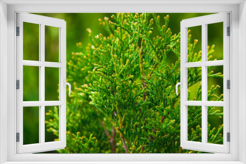 Fototapeta Naklejka Na Ścianę Okno 3D - Saplings coniferous trees in pots in plant nursery
