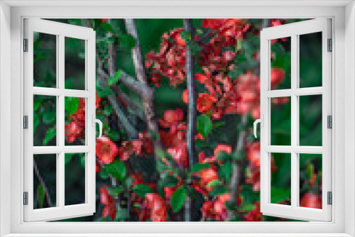 Fototapeta Naklejka Na Ścianę Okno 3D - red berries on a green bush