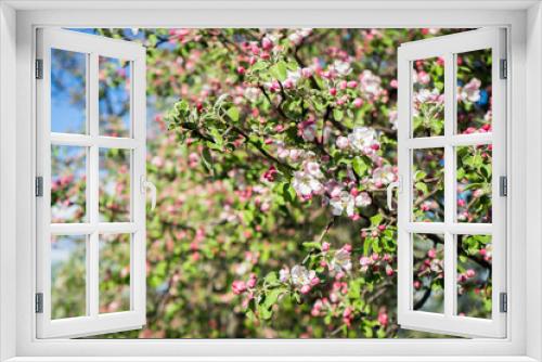 Fototapeta Naklejka Na Ścianę Okno 3D - apple tree blossom in spring. Pink blooming apple tree. Bloom. Pink flowers of apple tree. Orchard Wallpaper