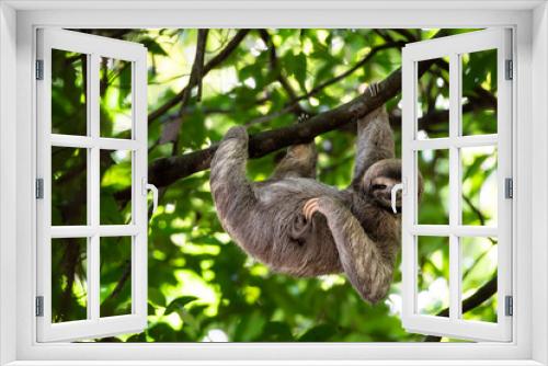 Fototapeta Naklejka Na Ścianę Okno 3D - Funny sloth hanging on tree branch, cute face look, perfect portrait of wild animal in the Rainforest of Costa Rica scratching the belly, Bradypus variegatus, brown-throated three-toed sloth, relaxed