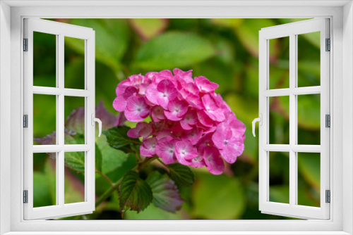 Fototapeta Naklejka Na Ścianę Okno 3D - colorful flowers