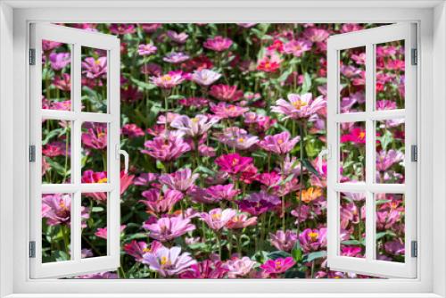Fototapeta Naklejka Na Ścianę Okno 3D - colorful cosmos flowers farm
