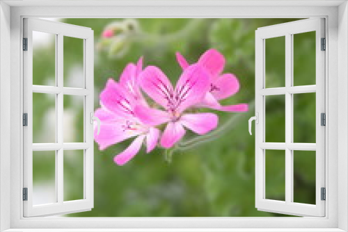 Fototapeta Naklejka Na Ścianę Okno 3D - Pelargonium graveolens plant with pink flowers, 