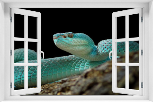 Fototapeta Naklejka Na Ścianę Okno 3D - Blue viper snake on black background