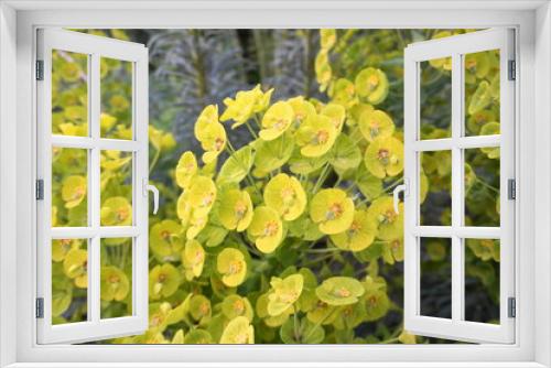 Fototapeta Naklejka Na Ścianę Okno 3D - Close up beautiful Bells of Ireland flowers, Shell flower.