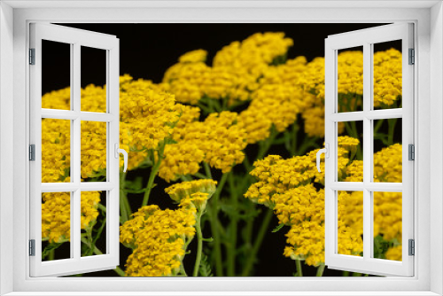 Fototapeta Naklejka Na Ścianę Okno 3D - Yarrow Flowers