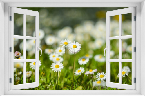 Fototapeta Naklejka Na Ścianę Okno 3D - Beautiful white flowers grow in the field