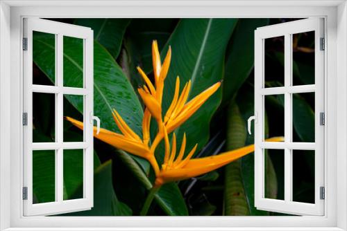 Fototapeta Naklejka Na Ścianę Okno 3D - tropical flower bird of paradise in garden