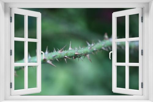 Fototapeta Naklejka Na Ścianę Okno 3D - Rosendorn