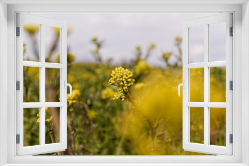 Fototapeta Naklejka Na Ścianę Okno 3D - field of yellow colza, rape flowers