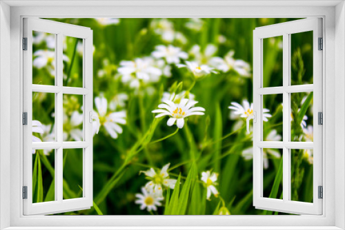 Fototapeta Naklejka Na Ścianę Okno 3D - White field flowers among green grass. Peaceful nature. Beautiful background. Concept image.