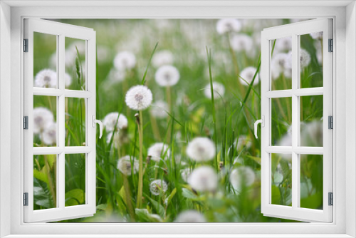 Fototapeta Naklejka Na Ścianę Okno 3D - White dandelion in green grass