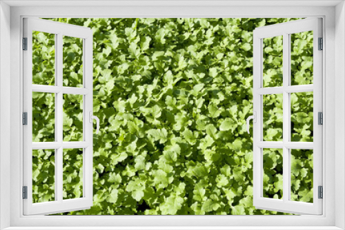 Fototapeta Naklejka Na Ścianę Okno 3D - Young sprouts mustard plant