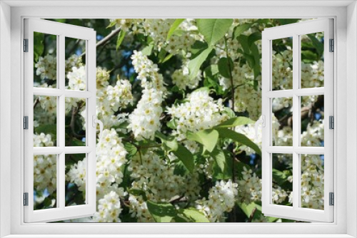 Fototapeta Naklejka Na Ścianę Okno 3D - Tree with beautiful white flowers in the garden 