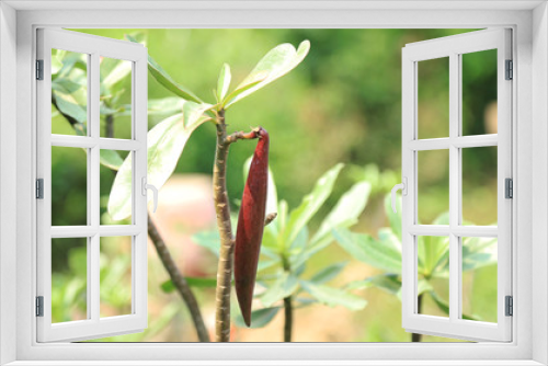 Fototapeta Naklejka Na Ścianę Okno 3D - Adenium seed flower on tree im garden 