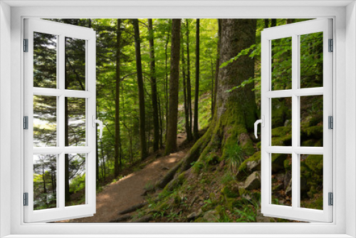 Fototapeta Naklejka Na Ścianę Okno 3D - mystischer Wald in den vogesen nahe Gerardmer