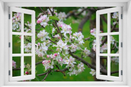Fototapeta Naklejka Na Ścianę Okno 3D - цветущая яблоня,blooming apple tree,