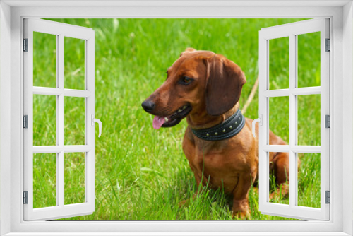 Fototapeta Naklejka Na Ścianę Okno 3D - Funny dog dachshund on a walk against the background of green spring grass. A pet favorite red-haired puppy tired with a hanging pink tongue sits on the lawn