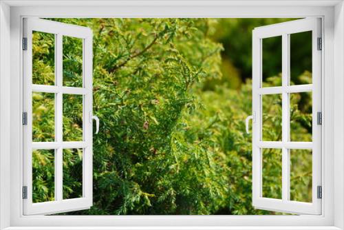 Fototapeta Naklejka Na Ścianę Okno 3D - Green thuja tree branches background. Natural needles backdrop, bright evergreen texture