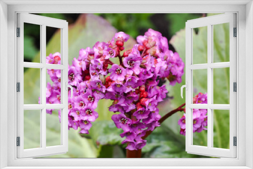 Fototapeta Naklejka Na Ścianę Okno 3D - large flower bergenia perennial with bright purple color on a background of green leaves on a spring day in the garden