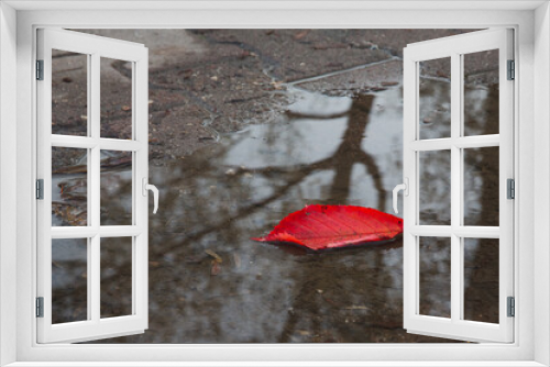 Fototapeta Naklejka Na Ścianę Okno 3D - Red leaf fallen on a pond on the ground with a tree's reflection on water, autumn