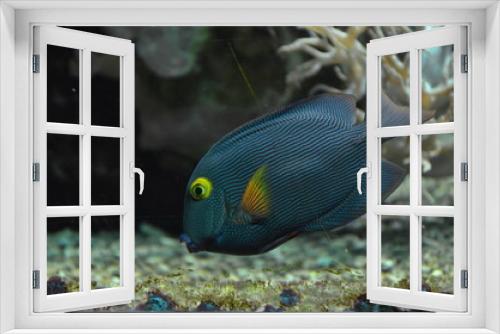 Fototapeta Naklejka Na Ścianę Okno 3D - Tropical fish in aquarium, Frankfurt am Main (Germany)