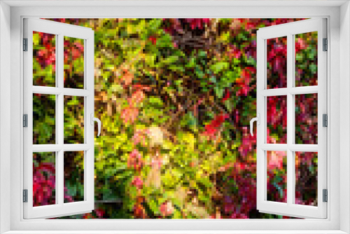 Fototapeta Naklejka Na Ścianę Okno 3D - autumn leaves background