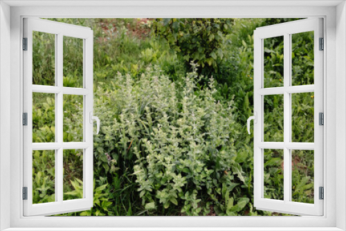 Fototapeta Naklejka Na Ścianę Okno 3D - A garden with mint is growing in the garden for home use as tea or seasoning. A green plant with a pleasant aroma.