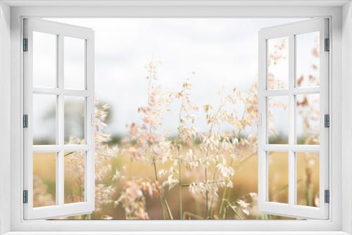 Fototapeta Naklejka Na Ścianę Okno 3D - Closer up small grass flowers and blur focus background