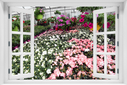 Fototapeta Naklejka Na Ścianę Okno 3D - flowering potted plants and flowers for sale in the greenhouse