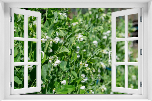 Fototapeta Naklejka Na Ścianę Okno 3D - 畑の植物に咲いた花